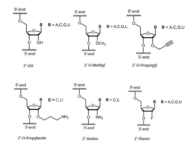 2ยด-modifizierte RNA
