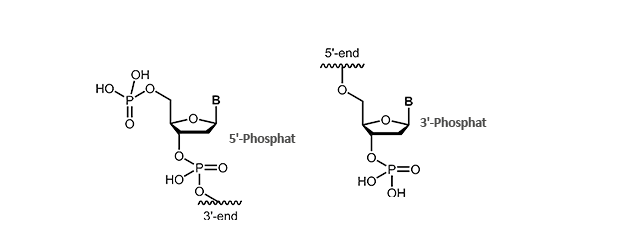 Phosphate Phosphate modification at the 3´- or 5´-end